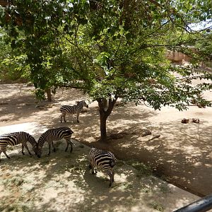 8/6/2015 - Grant's Zebra Habitat