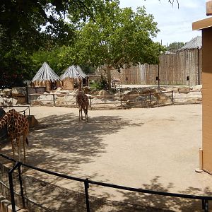 8/6/2015 - Reticulated Giraffe Exhibits