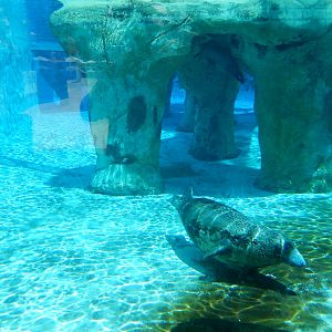 8/6/2015 - Seal/Sea Lion Habitat (Underwater)