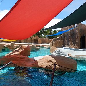 8/6/2015 - Seal/Sea Lion Habitat (Above Water)