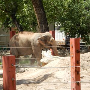 8/6/2015 - Female Asian Elephant