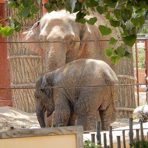 8/6/2015 - Asian Elephant Cow and Calf