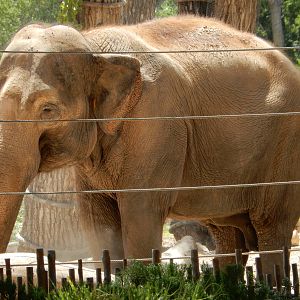 8/6/2015 - Asian Elephant