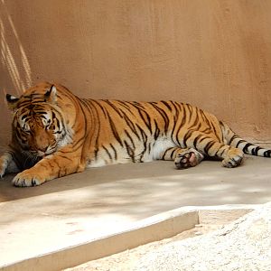 8/6/2015 - Bengal Tiger