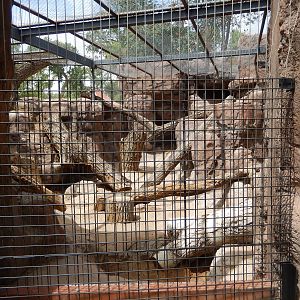 8/6/2015 - Cougar Exhibit