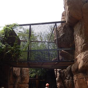 8/6/2015 - Cougar Exhibit (Overhead Section)