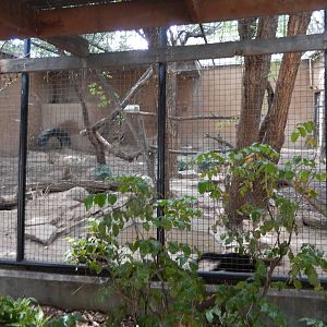 8/6/2015 - Tayra Habitat