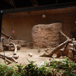 8/6/2015 - Rock Hyrax Exhibit