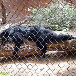 8/6/2015 - Binturong