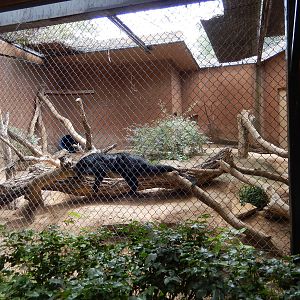 8/6/2015 - Binturong Exhibit