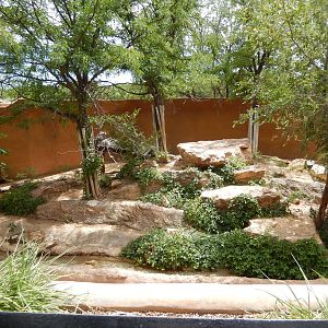 8/6/2015 - African Lion Grotto