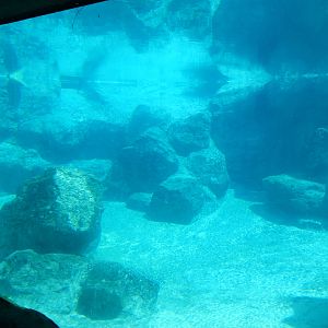 8/6/2015 - Polar Bear Habitat (Underwater)