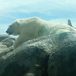 8/6/2015 - Polar Bear