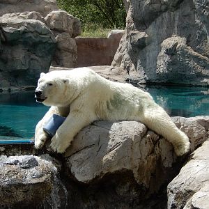 8/6/2015 - Polar Bear