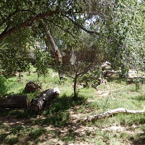 8/6/2015 - Mexican Gray Wolf Habitat