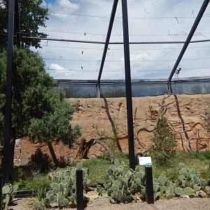 8/6/2015 - Bald Eagle Aviary