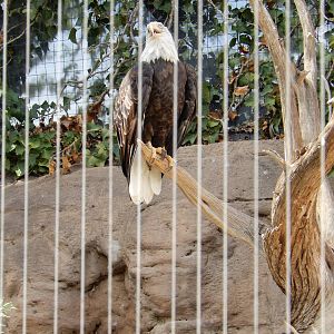 8/6/2015 - Bald Eagle