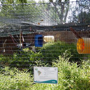 8/6/2015 - Howler Monkey Cage