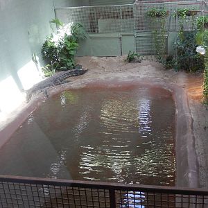 8/6/2015 - Saltwater Crocodile Exhibit