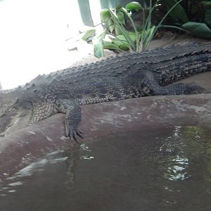 8/6/2015 - Saltwater Crocodile