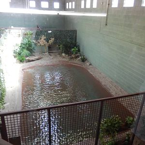 8/6/2015 - African Slender-Snouted Crocodile Exhibit