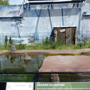 8/6/2015 - American Alligator Exhibit