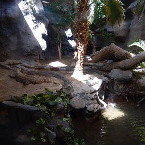 8/6/2015 - Komodo Dragon Exhibit
