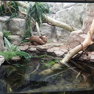 8/6/2015 - Quince Monitor Terrarium