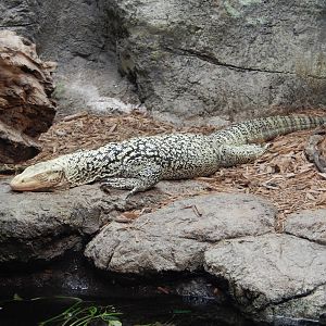 8/6/2015 - Quince Monitor