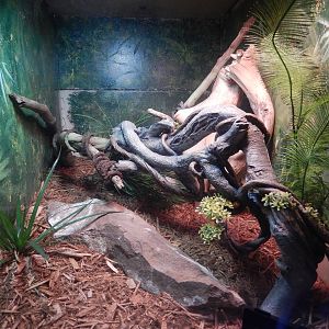 8/6/2015 - Black Mamba Terrarium