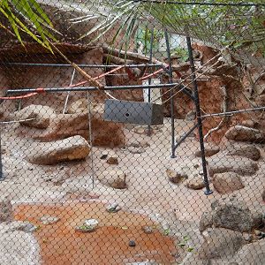 8/6/2015 - Spider Monkey Exhibit