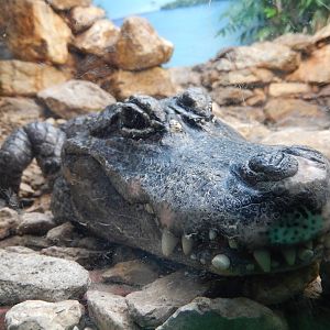 8/6/2015 - Staring Death in the Face