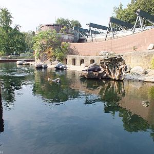 Cape Fur Seal Enclosure