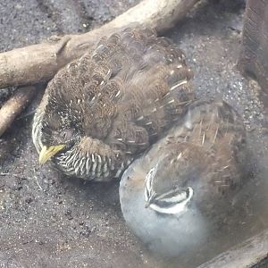 Real Quail with Buttonquail