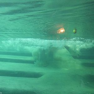 Elephant Entering the Water