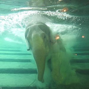 Elephant Under Water