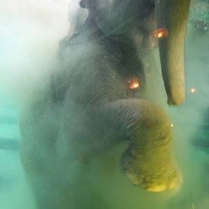 Elephant Under Water