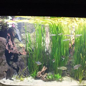 Tank in Gondwanaland