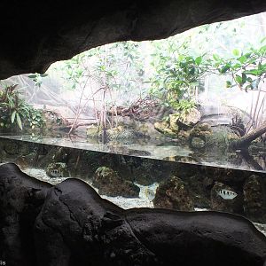 Tank in Gondwanaland