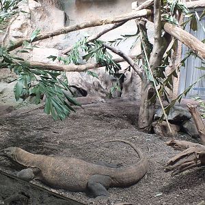 Komodo Dragon Enclosure in Gondwanaland