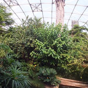 Squirrel Monkey Island in Gondwanaland