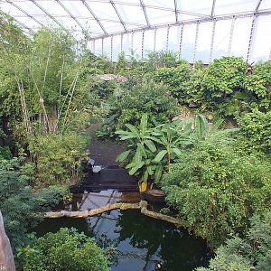 Malayan Tapir Enclosure from above in Gondwanaland