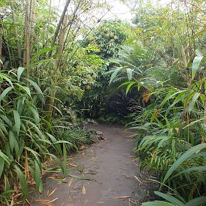 Pathway in Gondwanaland