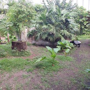 Malayan Tapir Enclosure in Gondwanaland