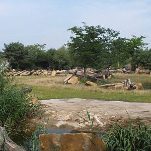 Part of 'Kiwara Kopje' - enclosure for Black Rhinos, Cheetahs and Patas Mon