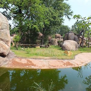 Part of 'Kiwara Kopje' - enclosure for Black Rhinos, Cheetahs and Patas Mon