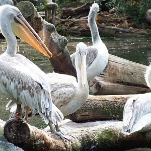 Dalmatian Pelicans