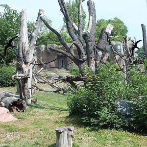 Example Outdoor Ape Enclosure in Pongoland