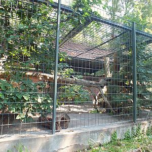 Snow Leopard Enclosure