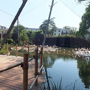 Part of Large Flamingo Aviary